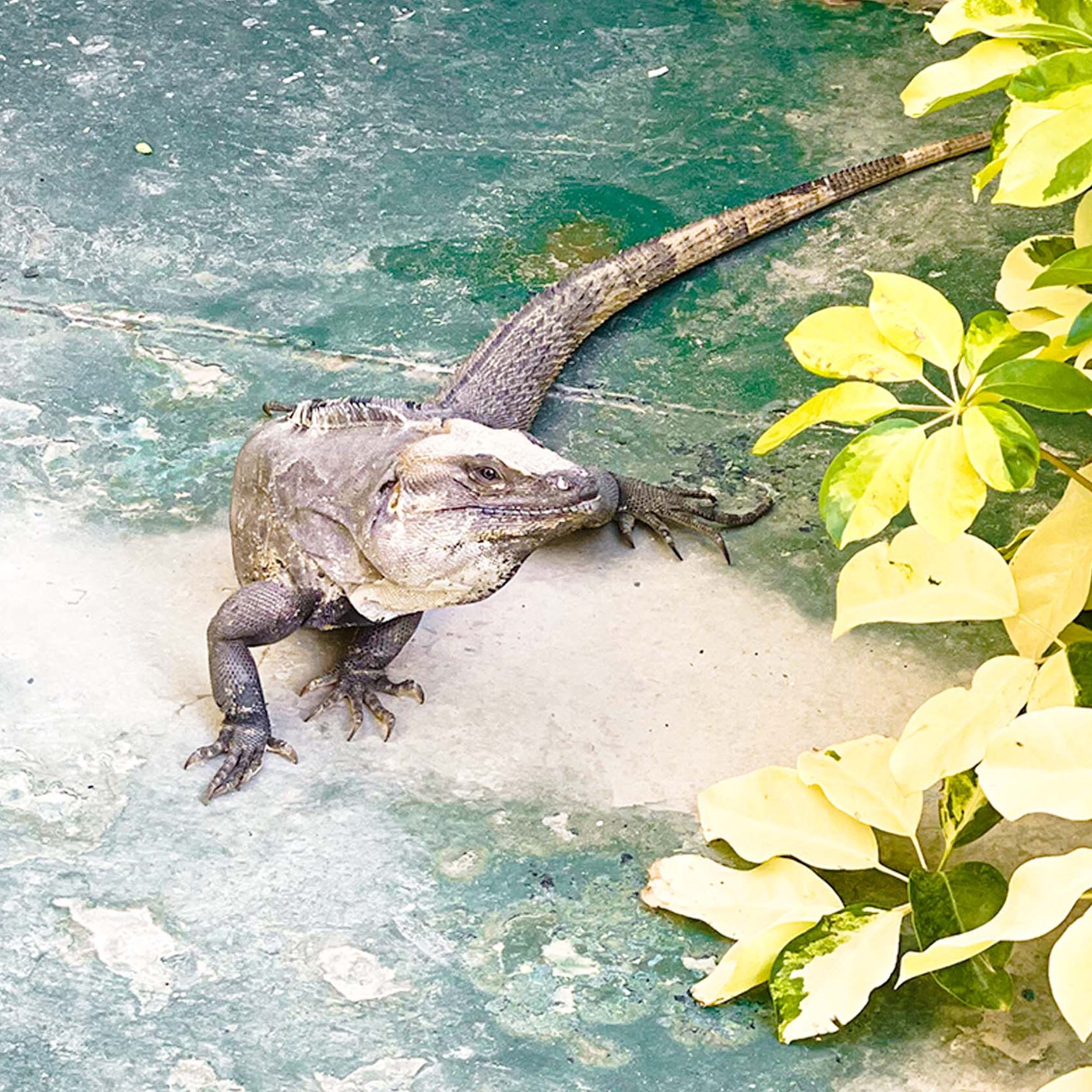 Mexican iguana at Privilege Aluxes all inclusive resort in Isla Mujeres