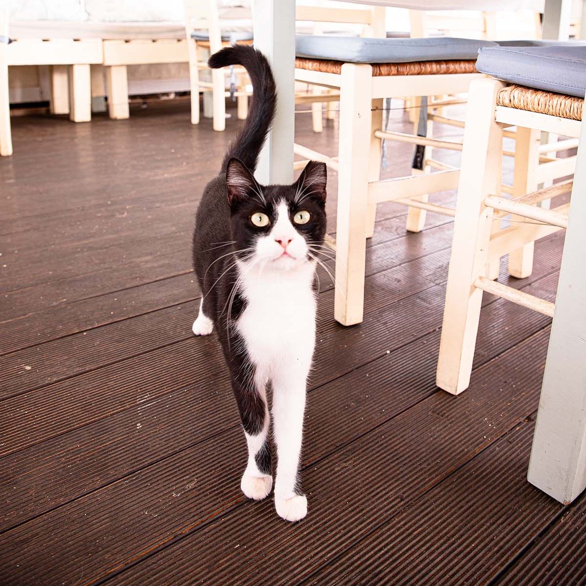 Cat in Skiathos, at Bakaliko restaurant

