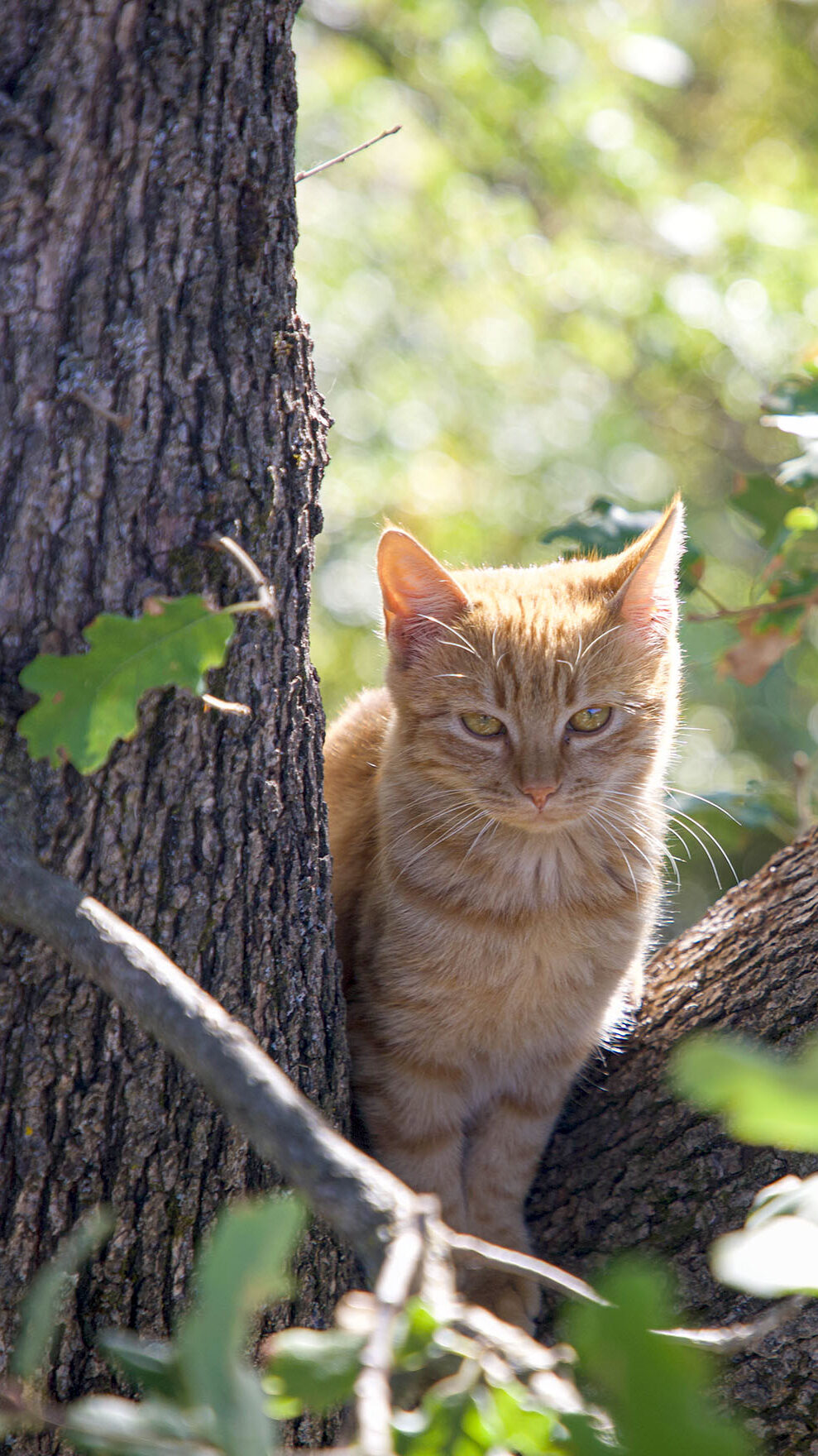 A kitty by the Monastery of Rousanos at Meteora, Kalabaka Greece