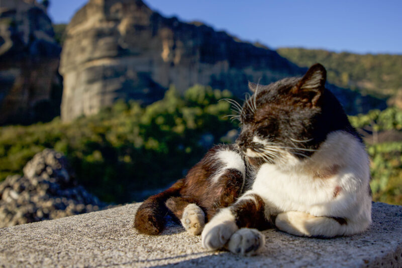 A kitty outside the Monastery of Rousanos at Meteora, Kalabaka Greece